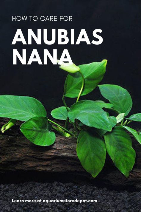 Anubias Nana Care Anubias Plant, Aquarium Store, Tropical Fish Tanks, Planted Tank, Aquatic Plant, Fish Care, Beautiful Plants, The Aquarium, Reef Tank