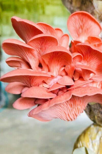 The Ultimate Guide for Pink Oyster Mushrooms Pink Oyster Mushroom Recipe, Oyster Nails, Pink Oyster Mushroom, Mushroom Seeds, Oyster Mushroom Recipe, Nail Polish Pink, Vegan Fried Chicken, Maitake Mushroom, Oyster Mushroom