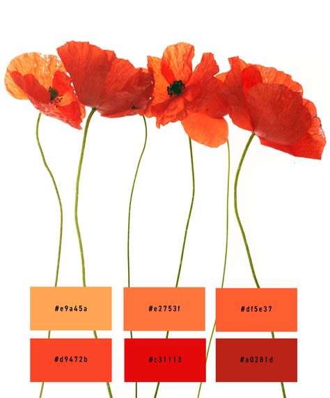 Color palette in red tones inspired by a photo of flowers - poppy Spring Theme Ideas, Poppy Color Palette, Wedding Color Schemes Red, Poppy Red Wedding, Orange Wedding Color Palette, Color Palette Orange, Photo Of Flowers, Orange Wedding Colors, Flower Poppy