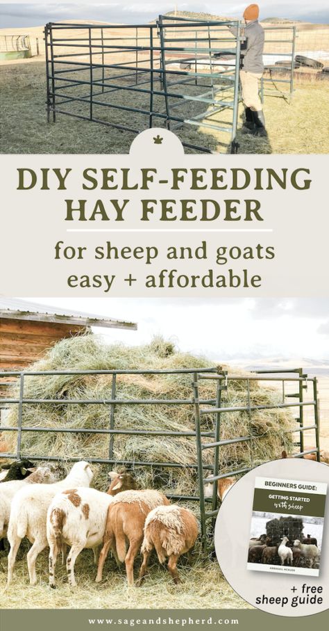 DIY Self-Feeding Hay Feeder for Sheep - Sage & Shepherd Blog Diy Hay Feeder, Sheep Diy, Sheep Feeders, Diy Sheep, Cattle Feeder, Raising Sheep, Feeding Goats, Cattle Panels, Hay Feeder