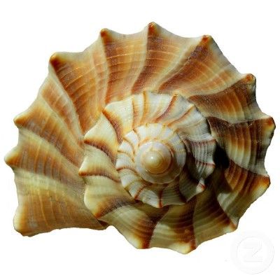 Perfection is natural – sometimes symmetrical, sometimes beautiful. But always there – look inside yourself and see! Spirals In Nature, Seashells Photography, Photo Sculpture, Golden Spiral, Molluscs, Spiral Shell, Fibonacci Spiral, She Sells Seashells, Sea Shell Decor