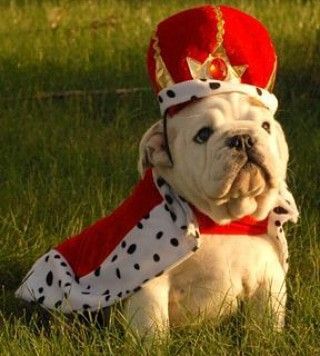 Happy Healthy, English Bulldog, Bulldog, Crown, Red, White