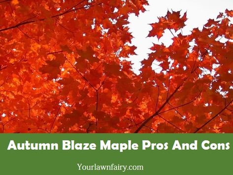 Autumn Blaze Maple Tree, Maple Tree Varieties, Red Sunset Maple, Autumn Blaze Maple, Red Maple Tree, Natural Fertilizer, Fast Growing Trees, Red Maple, Red Sunset