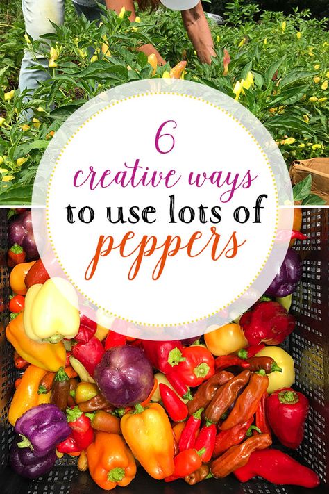 Recipes For Peppers From Garden, Preserving Peppers From Garden, What To Do With Garden Peppers, Garden Pepper Recipes, What To Do With Peppers From The Garden, What To Do With Peppers, Preserving Peppers, Types Of Chili Peppers, Green Pepper Recipes