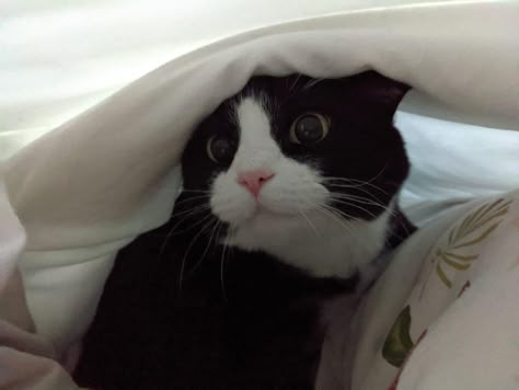 Tuxedo Cat, Black And White, White, Black