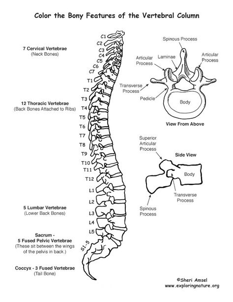 Vertebral Column (Backbone) Coloring Page Radiology Schools, Anatomy Coloring, Vertebral Column, Medical Drawings, Human Body Science, Anatomy Bones, Anatomy Coloring Book, Basic Anatomy And Physiology, Nurse Study Notes