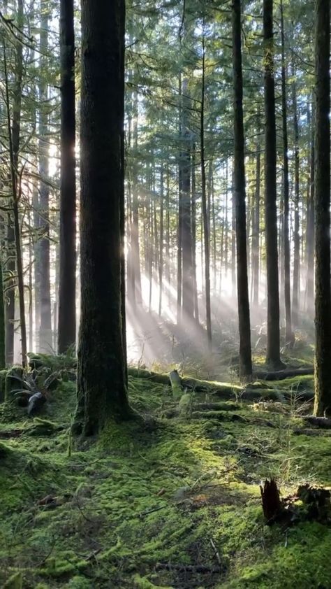 paradise on Instagram: Wandering through this mystical forest in British Columbia 🌲That light shining through the mossy trees is just gorgeous. Tag someone you… Mossy Tree, Baby Cartoon Drawing, Forest Light, Mystical Forest, Wildest Dreams, Beautiful Moon, Beautiful Sights, Tree Forest, Photo Tree