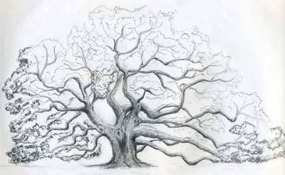 Draw An Oak Tree. Angel Oak Tree. Cool Easy Designs, Tree Trunk Drawing, Oak Tree Drawings, Angel Oak Trees, Oak Tree Tattoo, Angel Oak, Pencil Drawings For Beginners, Twisted Tree, Drawing Eyes