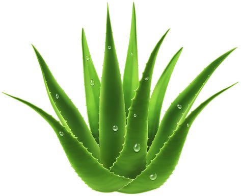 Aloe Vera Image, Plant Clips, Aloe Vera For Hair, Flower Close Up, Travel Poster Design, Aloe Vera Plant, Coffee Images, Desktop Wallpaper Art, Plant Images