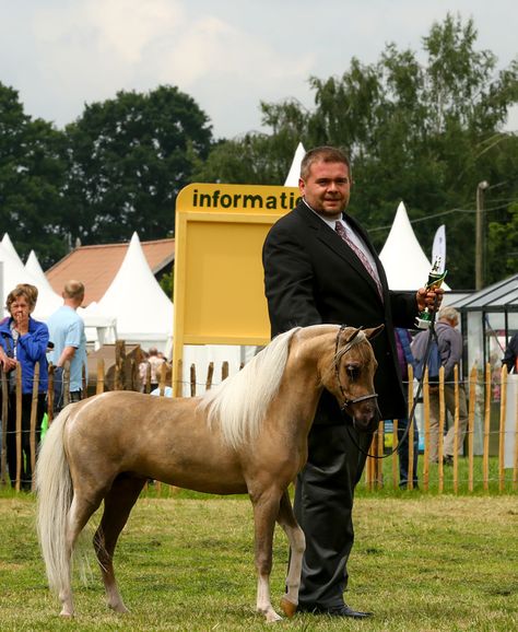 American Miniature Horse, Horses Breeding, Pony Stable, Horse Palomino, Miniature Ponies, Mini Horses, Tiny Horses, Pony Breeds, Miniature Horses