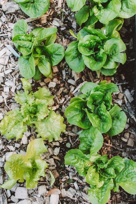 How To Grow And Endless Supply Of Lettuce Bitter Lettuce, How To Harvest Lettuce, Parris Island, Growing Lettuce, Head Of Lettuce, Future Farms, End Of Winter, Cold Frame, Healing Herbs