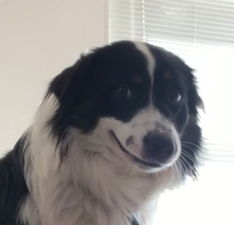 My dog was acting cute so I felt the need to share his little awkward smile #dogs #smilingdog #meme #cutedog #awkward #awkwarddog Awkward Smile, Smile Meme, Smiling Dog, Excited Dog, Emoji Drawings, Funny Animal Photos, Silly Dogs, Smiling Dogs, Silly Animals