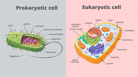 Biology Diagrams, Cell Diagram, Prokaryotic Cell, Eukaryotic Cell, Plasma Membrane, Living Organisms, Animal Cell, Plant Cell, Cell Wall