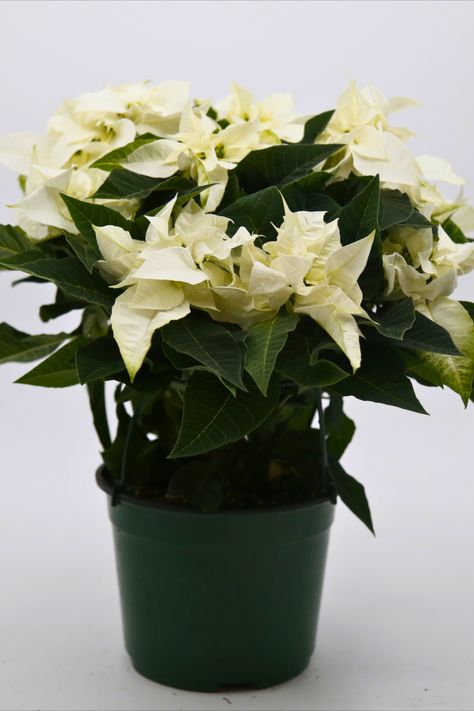 White poinsettia
#Poinsettia #Christmas #Whitepoinsettia #Holidays #Christmasdecor #Plants White Poinsettia, Poinsettia Plant, Flowers And Gifts, Plaid Bow, Flowers Plants, Plant Gifts, Christmas 2024, The Flowers, Poinsettia