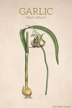 Garlic Herb (Allium sativum) Allium Sativum, Herbal Plants, Herbal Apothecary, Healing Plants, Illustration Botanique, Herbal Healing, Herbs For Health, Wild Edibles, Garlic Herb