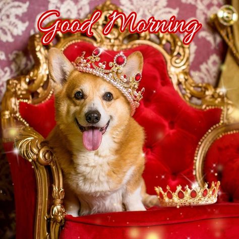 Queen Elizabeth Wallpaper, Elizabeth Wallpaper, Corgi Queen, Queen Elizabeth Ii Quotes, Royal Corgi, The Queens, Corgi Dog, Elizabeth Ii, Queen Elizabeth