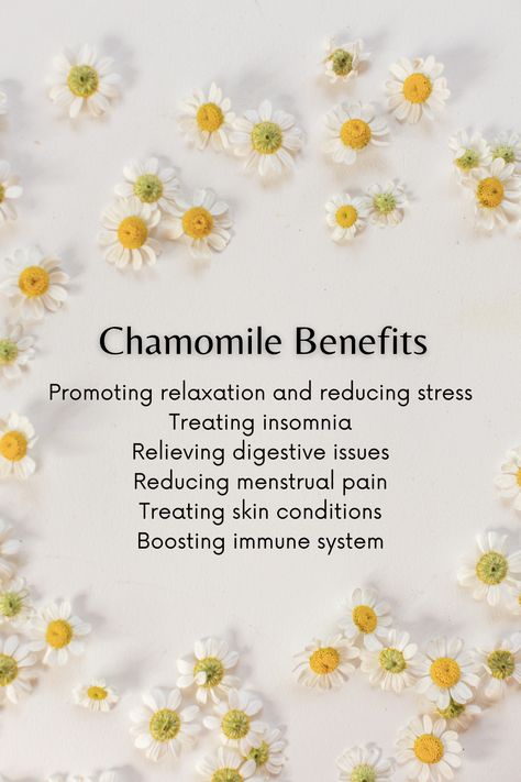 Benefits Of Camomile Tea, Meadowsweet Benefits, Chamomile Benefits, Medicinal Teas, Healing Tea Recipes, Benefits Of Chamomile, Ra Inspiration, Chamomile Tea Benefits, Herbal Benefits