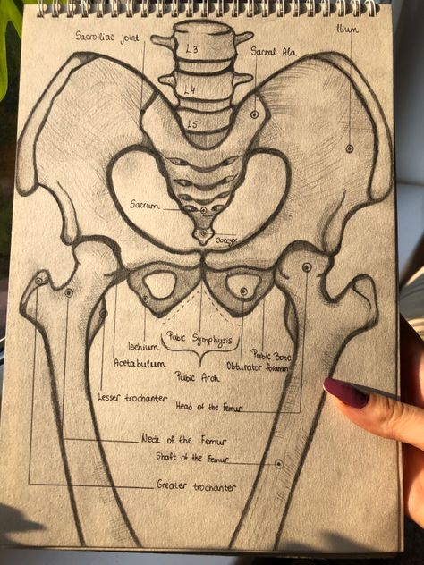 Skeleton Parts Drawing, Anatomy Diagrams Study, Medical Anatomy Drawing, Art Studies Anatomy, Humerous Bone Anatomy, Cute Medical Drawings, Anatomy Drawing Bones, Medical Drawings Anatomy, Anastesiologist Aesthetic