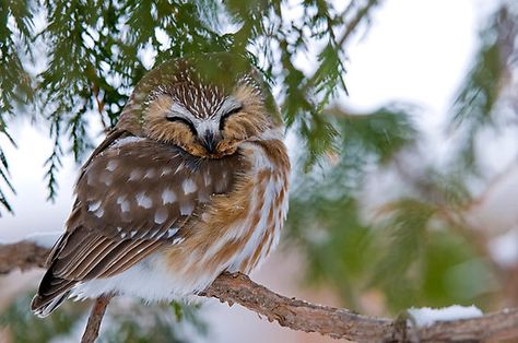 Saw Whet Owl, Awesome Owls, Sleeping Animals, Hoot Owl, Owl Pictures, Beautiful Owl, Airbrush Art, Owl Bird, Baby Owls