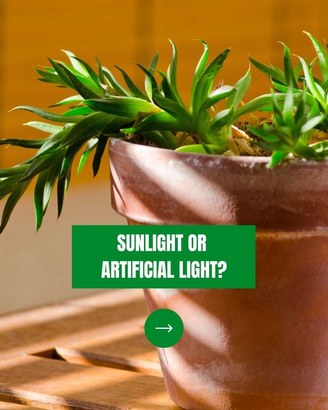 Lighting is a crucial aspect of indoor gardening, and choosing between natural sunlight and artificial lights can be a tough decision. Here are our top tips to make the best decision! 🌱💡 Whether you choose natural sunlight or artificial light, the most important thing is to provide your plants with the light they need to grow and thrive. . #indoorgardening #plants #growlights #sunlight #sustainability #greenthumb #urbangarden #growyourownfood #plantlife Artificial Light, Indoor Gardens, Which Is Better, Plant Lighting, Indoor Gardening, Natural Sunlight, Grow Your Own Food, Plant Growth, All About Plants