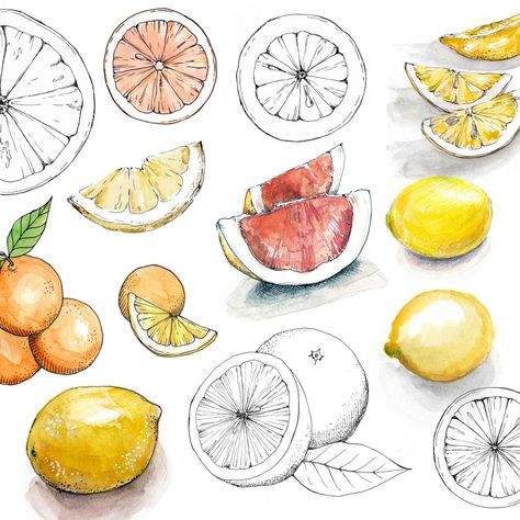 Fruit Sketch, Sketch And Paint, Citrus Fruits, Creative Skills, Things To Draw, Citrus Fruit, School Art, Line Art, To Draw