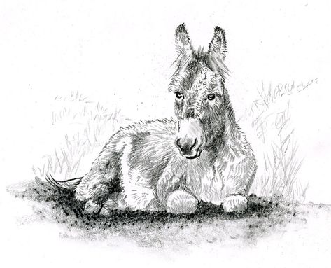 Donkey Pencil Drawing, Donkey Drawing Sketches, Donkey Sketch, Octopus Art Drawing, Donkey Drawing, Donkey Art, Farm Animal Paintings, English Posters, Cute Donkey