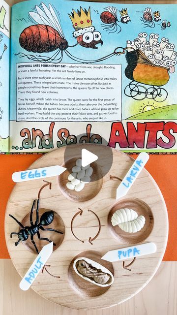 Educational Resources on Instagram: "It’s ant week for and a great way to jump start our #jackandlinklearning with science today! We’ll probably be on ants for 2 weeks to be honest! They are fascinating insects!  Today we’re going to over the ants life cycle and I plan on using our @jackandlinktoys illustration board to write out a description of each stage. We’ll follow that up by using our life cycle board with ant figurines (all available on our website) and we’ll use our dry erase labels to title each phase.  Want additional ideas? Follow along with the hashtag and check out these ladies:  @darbyhawley @thevieccovault @atruerhomeschool @aspen.schoolhouse @asenseof_home @organized.homeschool.mom @brave.little.learners @jackandlinktoys (Me) @enchanted_readers_homeschool @thehomeschooldia Ants Life Cycle, Life Cycle Of An Ant, Ants With Wings, Ant Life Cycle, Organized Homeschool, Science Fair Board, Ants Activities, Insect Life Cycle, Animal Life Cycles