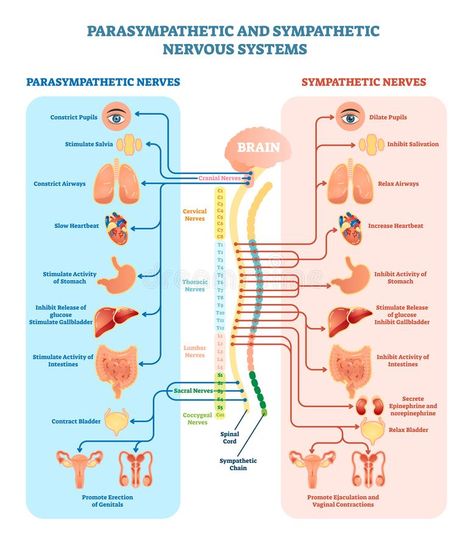 Human nervous system medical vector illustration diagram with parasympathetic an #Sponsored , #AD, #Affiliate, #nervous, #medical, #diagram, #system Nervous System Anatomy, Sympathetic Nervous System, Nerve Anatomy, Nervus Vagus, Medical Vector, Diagram Illustration, Scientific Knowledge, Human Nervous System, Relaxation Response