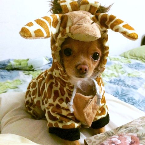 The 70 Absolute Best Pet Costumes We Have Ever Seen - Petful Puppies In Costumes, Fotos Cute, Puppy Halloween Costumes, Best Dog Costumes, Cute Dog Costumes, Giraffe Costume, Puppy Costume, Pet Halloween Costumes, Shiba Inu Dog