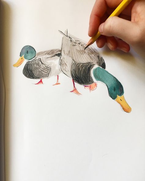 Acrylic Illustration Art, Drawing Chickens Easy, Mallard Duck Illustration, Mallard Duck Art, Pencil Color Illustration, Sketches For Painting, Ducks Sketch, Mallard Duck Drawing, Sketch Ideas Pencil