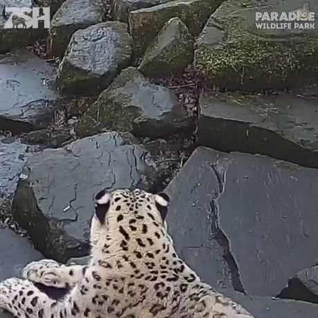 Snow Leopard, Cute Kittens, 귀여운 동물, Animal Memes, Cute Funny Animals, Animal Gifs, Big Cats, Crazy Cats, Funny Animal Videos