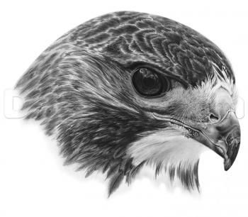 How to Draw a Realistic Hawk, Step by Step, Birds, Animals, FREE Online Drawing Tutorial, Added by JTM93, August 2, 2013, 9:35:46 am Pencil Drawings Of Animals, Head Drawing, Desenho Tattoo, Guided Drawing, Birds Tattoo, Bird Drawings, Realistic Drawings, Love Drawings, Wildlife Art