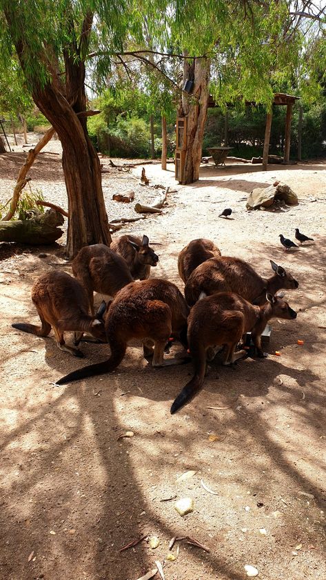 Australia Zoo Aesthetic, Australia Aesthetic, Melbourne Zoo, Australia Trip, Wildlife Biologist, Christmas Windows, Noah S Ark, Travel Spots, Big Dreams