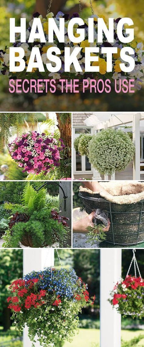 Great tips  secrets that'll help you make your hanging baskets as lush and beautiful as they can be! #hangingbaskets #DIYhangingbaskets #hangingbasketsecrets #hangingbasketmaintenance #careforhangingbaskets #hangingbaskettips #gardening #DIYgardenprojects Hanging Baskets Diy, Backyard Fence Decor, Succulent Landscaping, Hanging Flower Baskets, Flower Baskets, Container Gardening Flowers, Plants For Hanging Baskets, Hanging Flower Pots, Hanging Flower