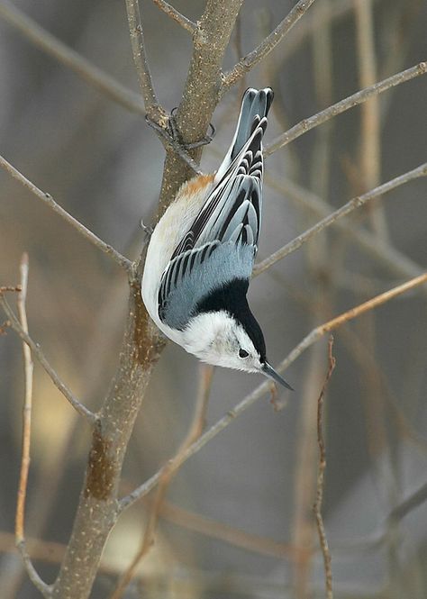 Nuthatch Bird, Nuthatches, Tom Robbins, Bird On Branch, Airbrush Art, Backyard Birds, Exotic Birds, Bird Pictures, Pretty Birds