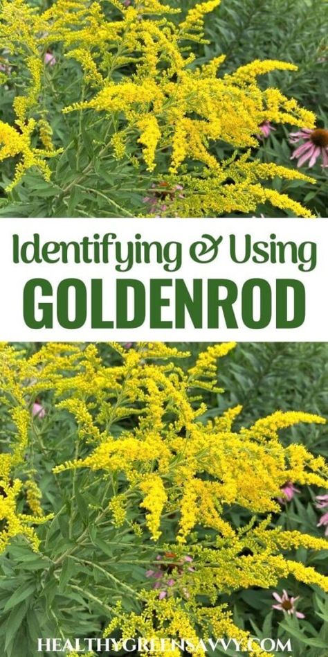 Goldenrod Identification + Goldenrod Benefits & Medicinal Uses Backyard Pharmacy, Herbs For Allergies, Medicinal Herbs Remedies, Homemade Scrubs, Kidney Support, Medicine Recipes, Goldenrod Flower, Medicinal Wild Plants, Medicine Herbs