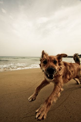 photo Dogs Running, Dog Running, Running On The Beach, Love My Dog, Dog Rules, Airedale Terrier, Dog Beach, Dog Runs, Appaloosa