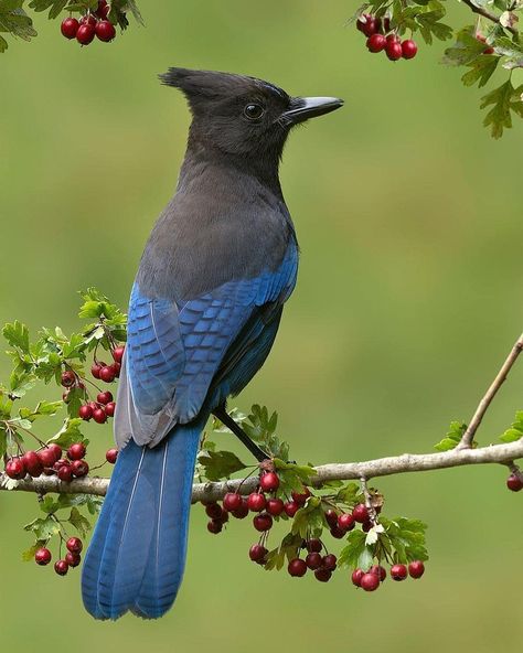 British Columbia’s provincial bird the Steller’s Jay. Stellar’s Jay Tattoo, Steller Jay, Jay Sitting, Stellers Jay, Bird Reference, Lilac Breasted Roller, Photographers Gallery, Bird Photos, Jay Bird