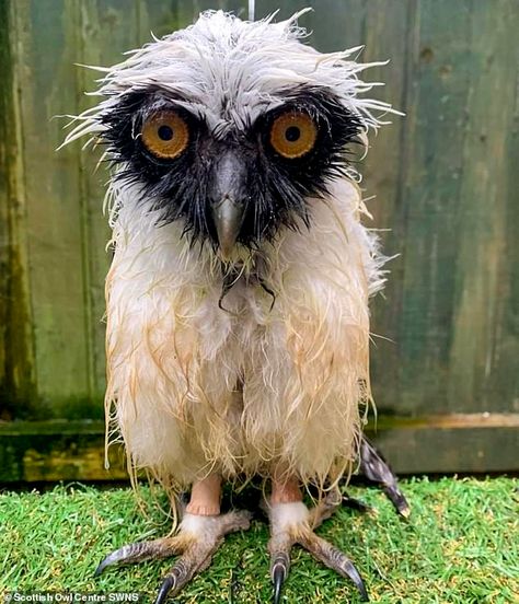 Too wet to woo! Soggy owl looks unimpressed with Scottish weather | Daily Mail Online Owl Cat, Owl City, Curious Creatures, Owl Pictures, Owl Decor, Art Gallery Wallpaper, Owl Print, Farm Heroes, Big Bird