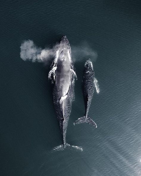 Minimalist And Cinematic Drone Photography By Simeon Pratt Animals Tattoo, Baby Whale, Humpback Whale, Ocean Creatures, Ocean Animals, In The Ocean, Drone Photography, Sealife, Animal Planet