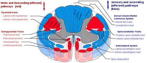 gray and white matter in the spinal cord - Google Search Spinal Cord Syndromes, Spinothalamic Tract, Substantia Nigra, Cerebral Cortex, Nerve Fiber, Motor Neuron, Spinal Nerve, White Matter, Brain Anatomy