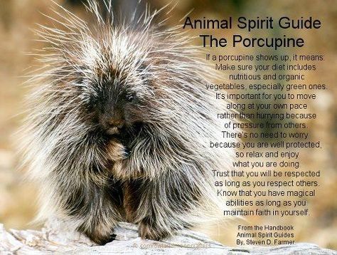 Visit the post for more. Baby Exotic Animals, Animal Totem Spirit Guides, Baby Porcupine, Bizarre Animals, Spirit Animal Totem, Animal Reiki, Animal Spirit Guide, Spiritual Animal, Animal Spirit Guides