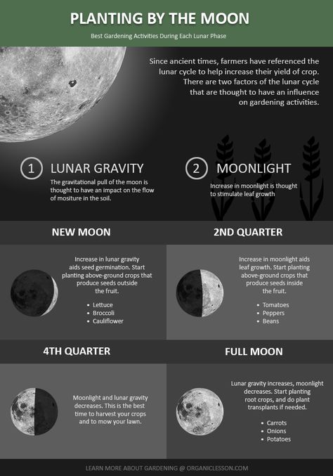 Planting By The Moon, Biodynamic Gardening, Moon Plant, The Phases Of The Moon, Garden Activities, Witch Garden, Homestead Gardens, Phases Of The Moon, Lunar Cycle