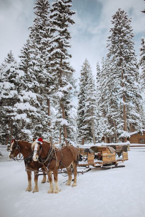 Sleigh Ride Dinner | Lone Mountain Ranch Canadian Winter Aesthetic, Sleigh Rides, Winter Sleigh Ride, Sleigh Ride Aesthetic, Christmas Sleigh Ride Aesthetic, Sleigh Rides In The Snow, Yellowstone Christmas, Bozeman Hot Springs, Montana Winter