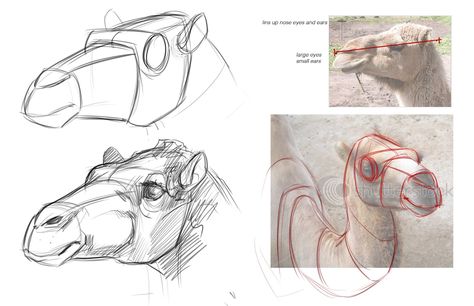 drawings of camels | Concept Design Academy: "Animal Anatomy" with Jonathan Kuo~!! Camels Art, Drawing Anatomy, Sketching Tips, Horse Anatomy, Drawing Animals, Animal Anatomy, Anatomy Sketches, Animal References, Animal Study