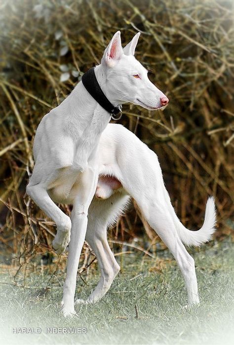 Ibizan Hound White, White Ibizan Hound, Dog Reference Poses, Animal Poses Reference, Dog Reference, Animal Poses, Grey Hound, Ibizan Hound, Sight Hounds