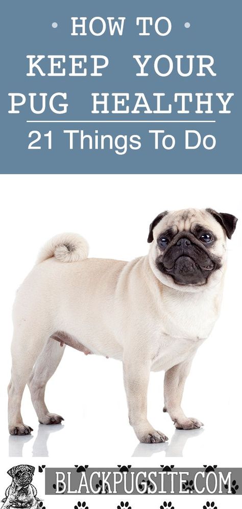 Pug Training, Pug Facts, Teacup Pug, Fawn Pug, Baby Pugs, Puppy Paws, Best Toys, A Pug, Pug Puppies