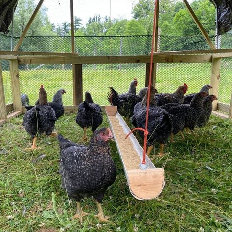 Cute Chicken Coops, Chicken Coop Garden, Chicken Shed, Backyard Chicken Coop Plans, Diy Chicken Coop Plans, Chicken Feeders, Backyard Chicken Farming, Raising Backyard Chickens, Chicken Coop Designs