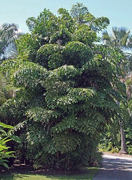 Caryota mitis Caryota Mitis, Living In Belize, Palm Garden, Tree Fern, Fish Tail, Landscaping Plants, Beautiful Tree, Garden Styles, Tropical Plants