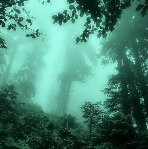 Grunge Green Aesthetic, Green Grunge Aesthetic, Twilight Filter, Dark Fairy Core, Green Filter, Green Grunge, Fairy Grunge Aesthetic, Dark Forest Aesthetic, Dark Fairycore